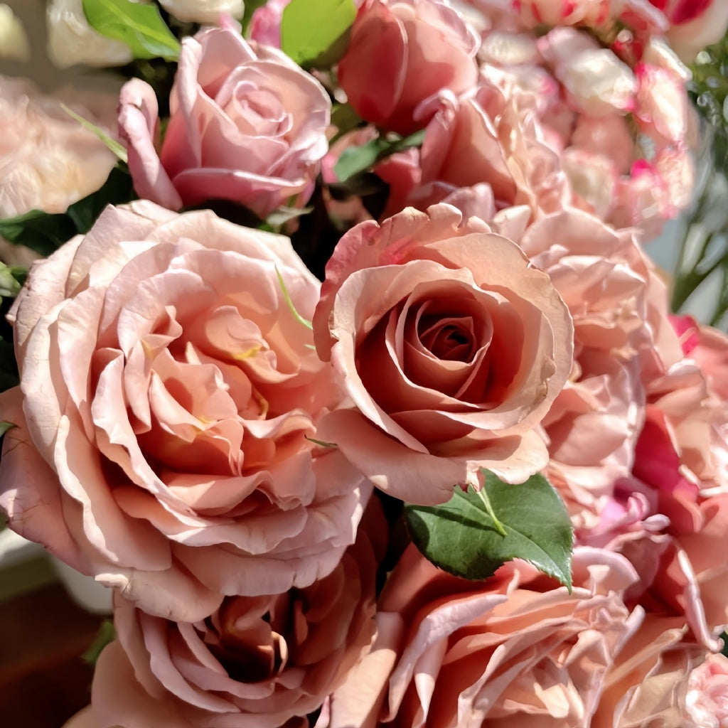 Mocoloc Roses Koko Loko Rose Bush – Rare Latte-Colored Floribunda Rose Plant for Sale ...
