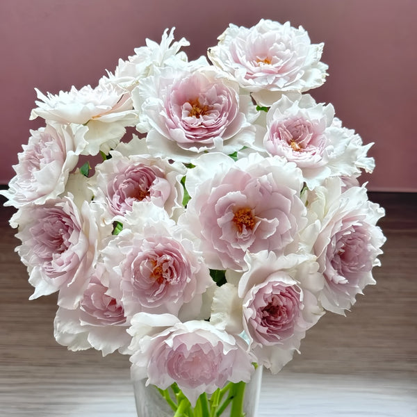 Kong Shan Xin Yu Rose Plant