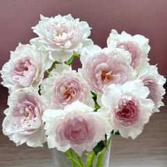 Kong Shan Xin Yu Rose Plant
