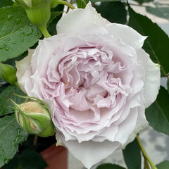 Kong Shan Xin Yu Rose Plant