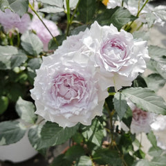 Kong Shan Xin Yu Rose Plant