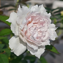 Kong Shan Xin Yu Rose Plant