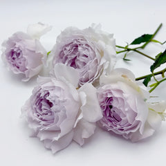 Kong Shan Xin Yu Rose Plant
