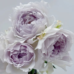 Kong Shan Xin Yu Rose Plant