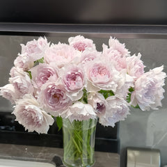 Kong Shan Xin Yu Rose Plant