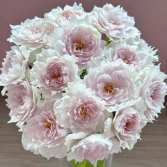 Kong Shan Xin Yu Rose Plant