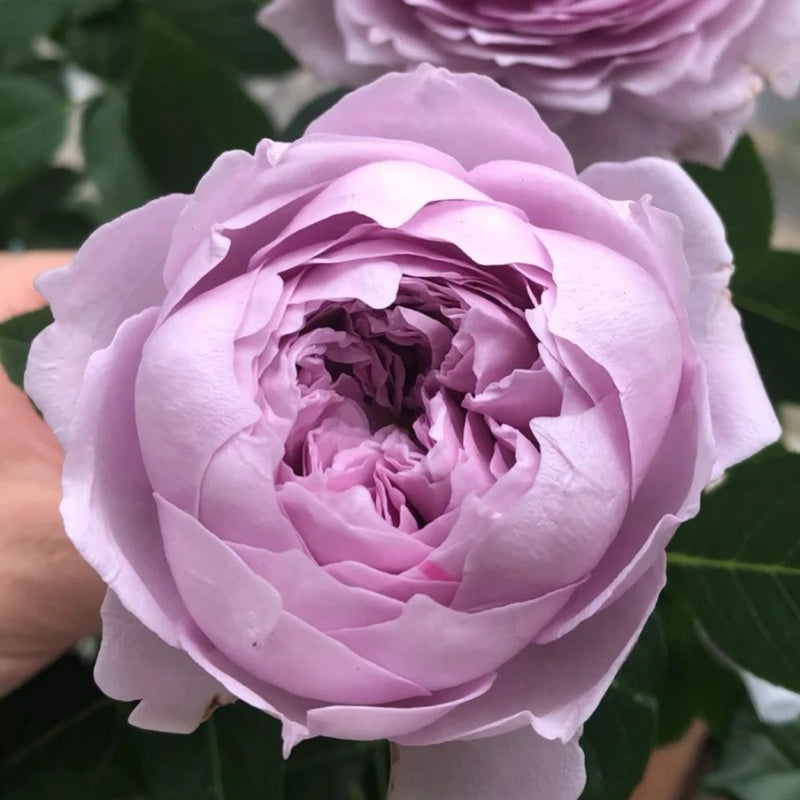 Kongmeng Rose Plant