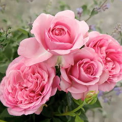 Konigin Marie Rose Plant|玛丽皇后