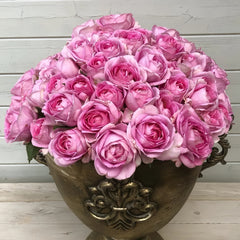 Konigin Marie Rose Plant|玛丽皇后