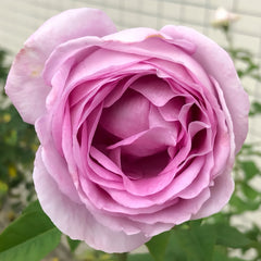 Konigin Marie Rose Plant|玛丽皇后