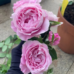 Konigin Marie Rose Plant|玛丽皇后