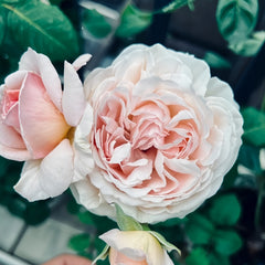 Kyouka Rose Plant