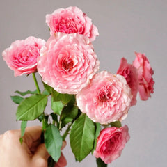 L'Etoile Rose Plant