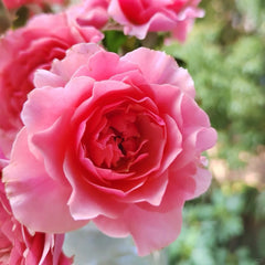 L'Etoile Rose Plant