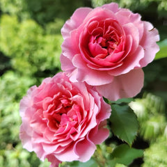 L'Etoile Rose Plant