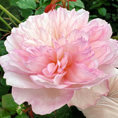 L'anamour Rose Plant