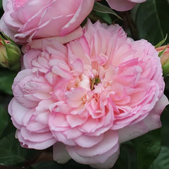 L'anamour Rose Plant