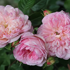 L'anamour Rose Plant