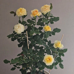 La Campanella Rose Plant|拉康帕内拉/橙色舞裙
