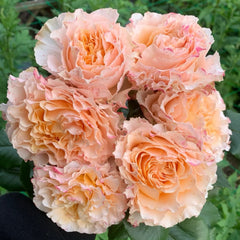 La Campanella Rose Plant