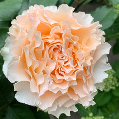 La Campanella Rose Plant