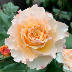 La Campanella Rose Plant