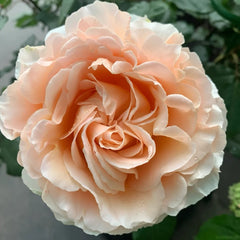 La Campanella Rose Plant