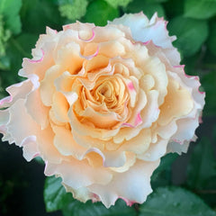 La Campanella Rose Plant