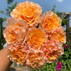La Campanella Rose Plant|拉康帕内拉/橙色舞裙