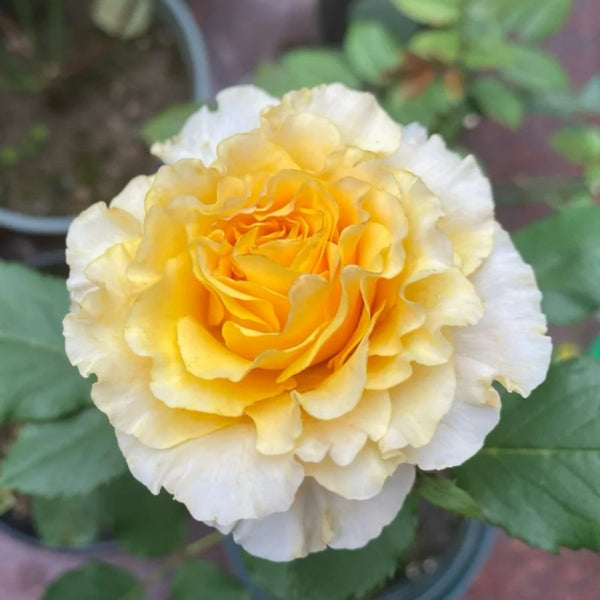La Campanella Rose Plant|拉康帕内拉/橙色舞裙