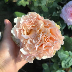 La Campanella Rose Plant|拉康帕内拉/橙色舞裙