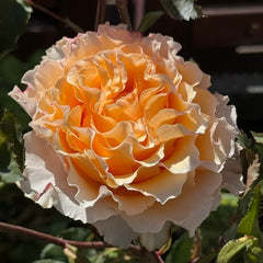 La Campanella Rose Plant|拉康帕内拉/橙色舞裙