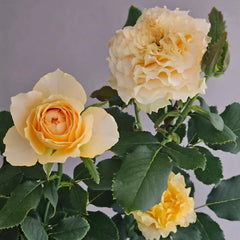 La Campanella Rose Plant|拉康帕内拉/橙色舞裙