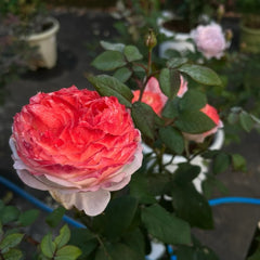 La Chance d'Amour Rose Plant