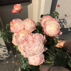 La Chance d'Amour Rose Plant