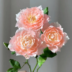 La Chance d'Amour Rose Plant
