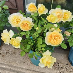 La Feuilerie Rose Plant|陌上鹅黄