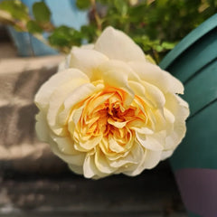 La Feuilerie Rose Plant|陌上鹅黄