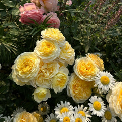La Feuilerie Rose Plant|陌上鹅黄