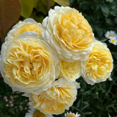 La Feuilerie Rose Plant|陌上鹅黄