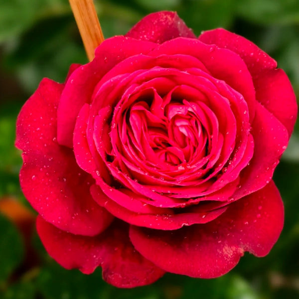 La Rose Monsieur Rose Plant