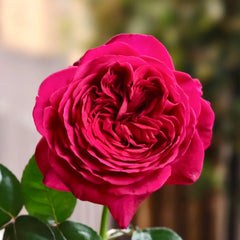 La Rose Monsieur Rose Plant