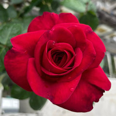 La Rose Monsieur Rose Plant