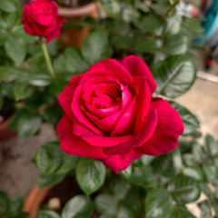 La Rose Monsieur Rose Plant