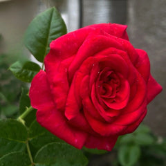 La Rose Monsieur Rose Plant