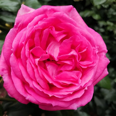 La Rose de Molinard Rose Plant|莫利纳尔