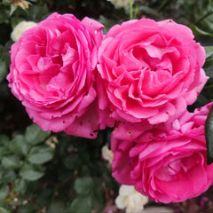 La Rose de Molinard Rose Plant|莫利纳尔