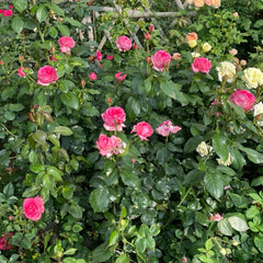 La Rose de Molinard Rose Plant|莫利纳尔