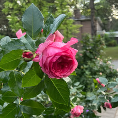 La Rose de Molinard Rose Plant|莫利纳尔