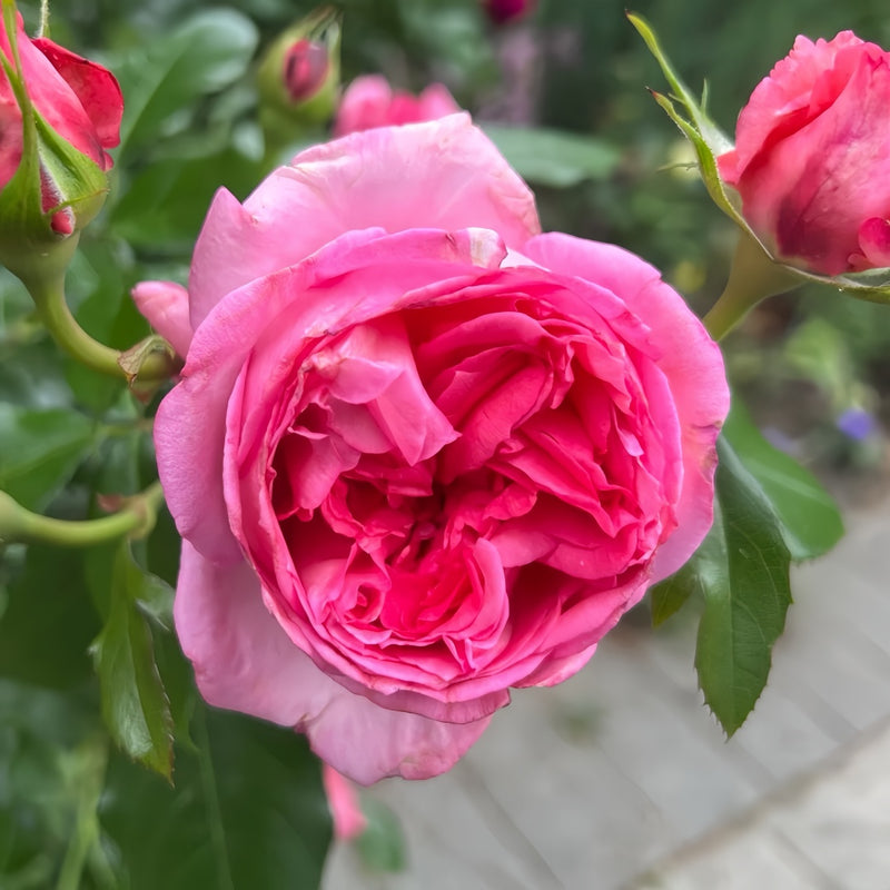 La Rose de Molinard Rose Plant|莫利纳尔